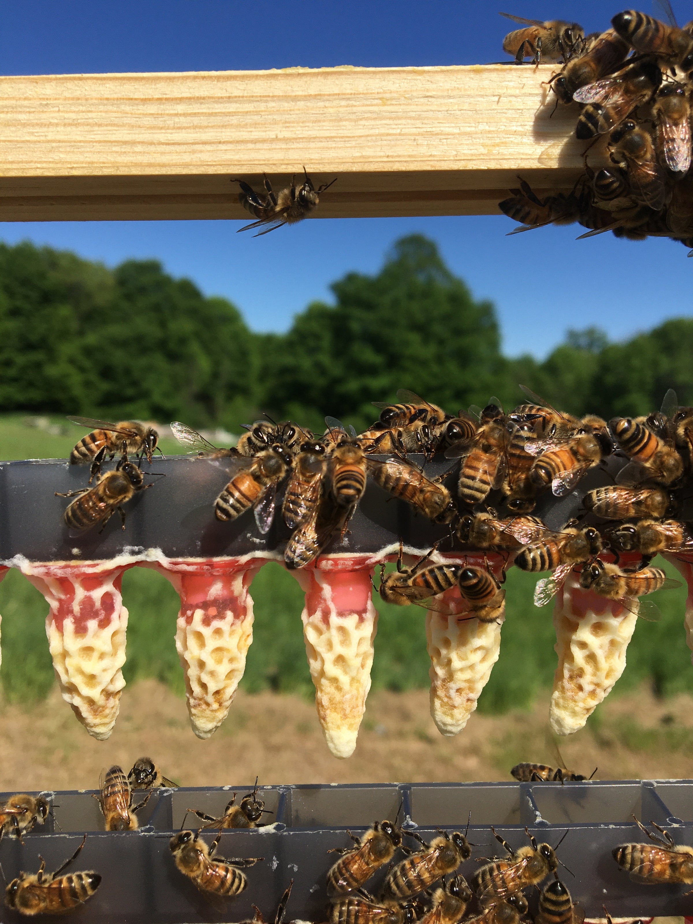 Bee Spotlight: Honey Bee Queen — Bee & Bloom