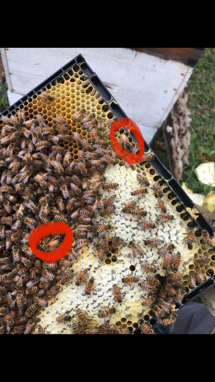 Bee Spotlight: Honey Bee Queen — Bee & Bloom