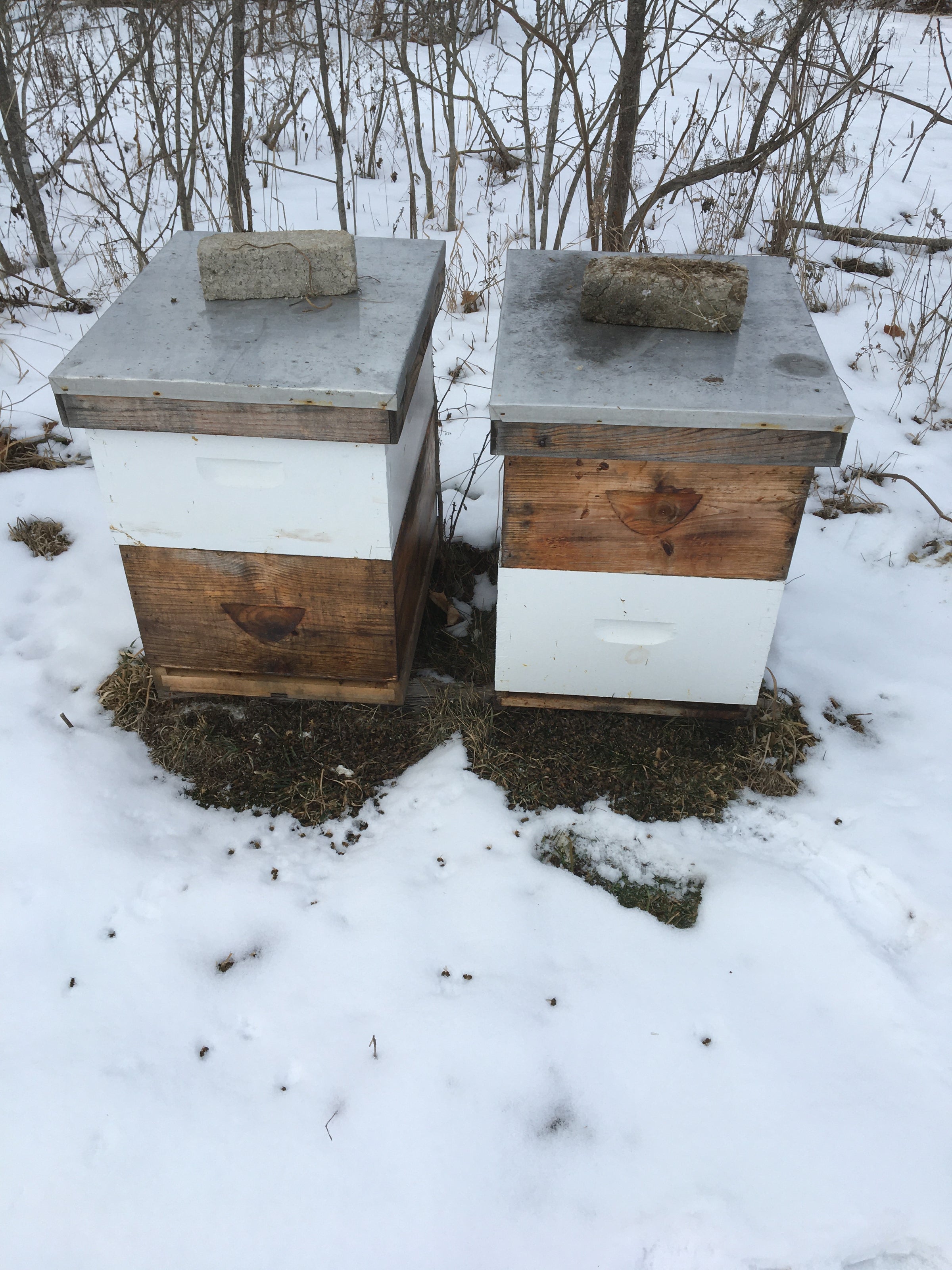 Bee Spotlight: Honey Bee Queen — Bee & Bloom